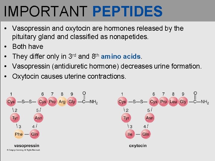 IMPORTANT PEPTIDES • Vasopressin and oxytocin are hormones released by the pituitary gland classified