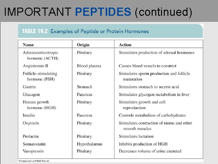 IMPORTANT PEPTIDES (continued) 