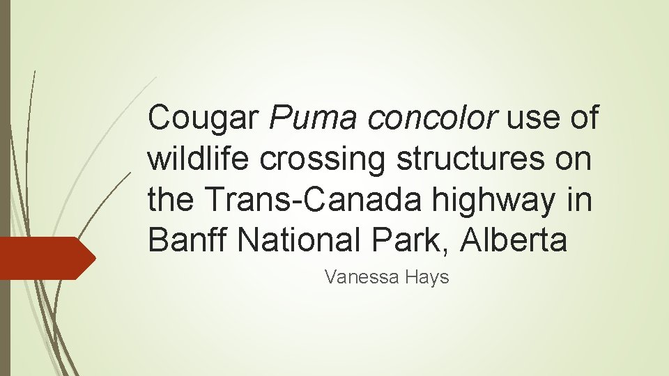 Cougar Puma concolor use of wildlife crossing structures on the Trans-Canada highway in Banff