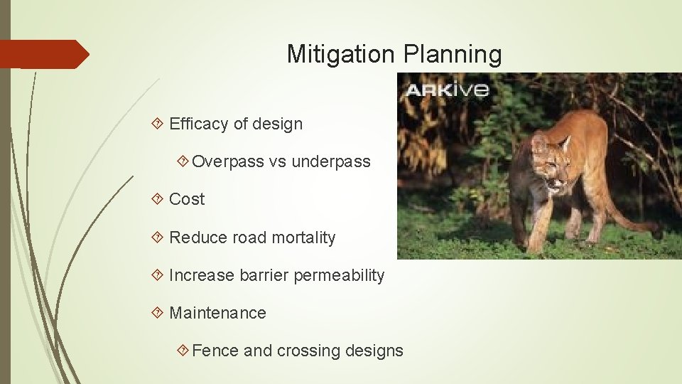 Mitigation Planning Efficacy of design Overpass vs underpass Cost Reduce road mortality Increase barrier