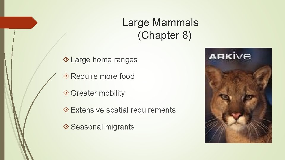 Large Mammals (Chapter 8) Large home ranges Require more food Greater mobility Extensive spatial