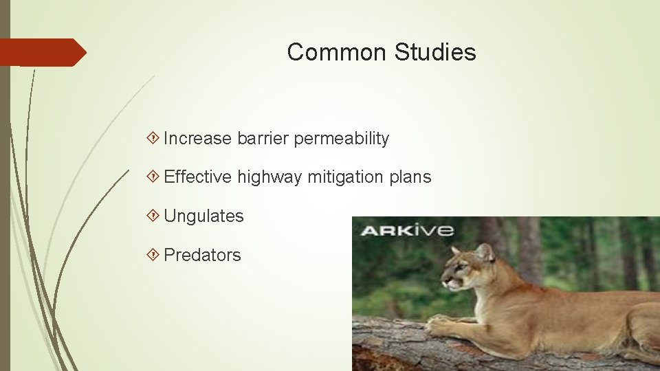 Common Studies Increase barrier permeability Effective highway mitigation plans Ungulates Predators 
