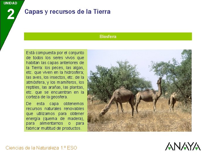 UNIDAD 2 Capas y recursos de la Tierra Biosfera Está compuesta por el conjunto