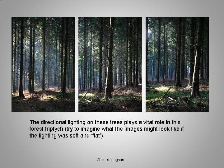 The directional lighting on these trees plays a vital role in this forest triptych