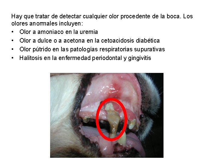 Hay que tratar de detectar cualquier olor procedente de la boca. Los olores anormales