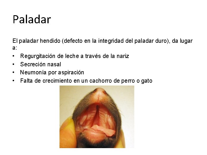 Paladar El paladar hendido (defecto en la integridad del paladar duro), da lugar a: