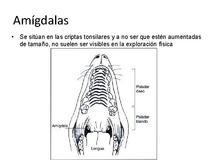 Amígdalas • Se sitúan en las criptas tonsilares y a no ser que estén