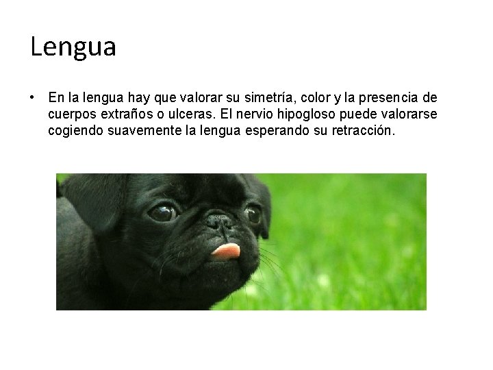 Lengua • En la lengua hay que valorar su simetría, color y la presencia