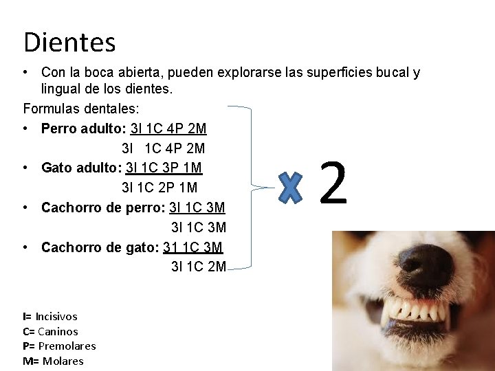 Dientes • Con la boca abierta, pueden explorarse las superficies bucal y lingual de