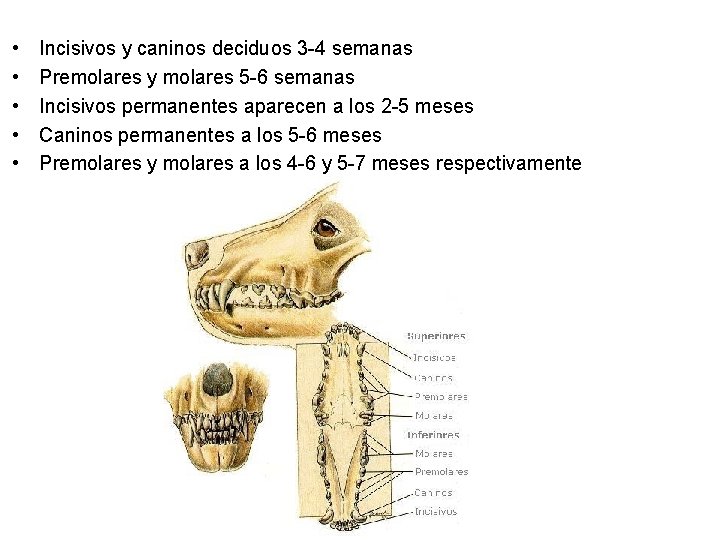  • • • Incisivos y caninos deciduos 3 -4 semanas Premolares y molares