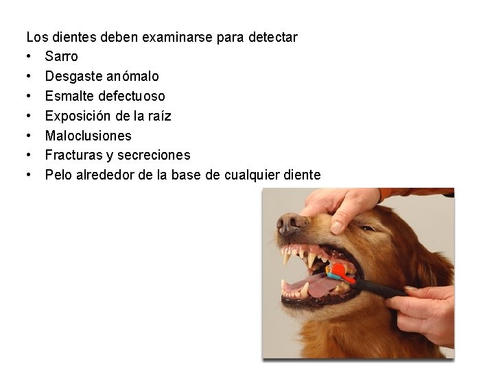 Los dientes deben examinarse para detectar • Sarro • Desgaste anómalo • Esmalte defectuoso