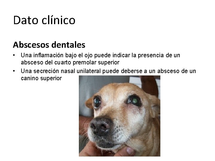 Dato clínico Abscesos dentales • Una inflamación bajo el ojo puede indicar la presencia