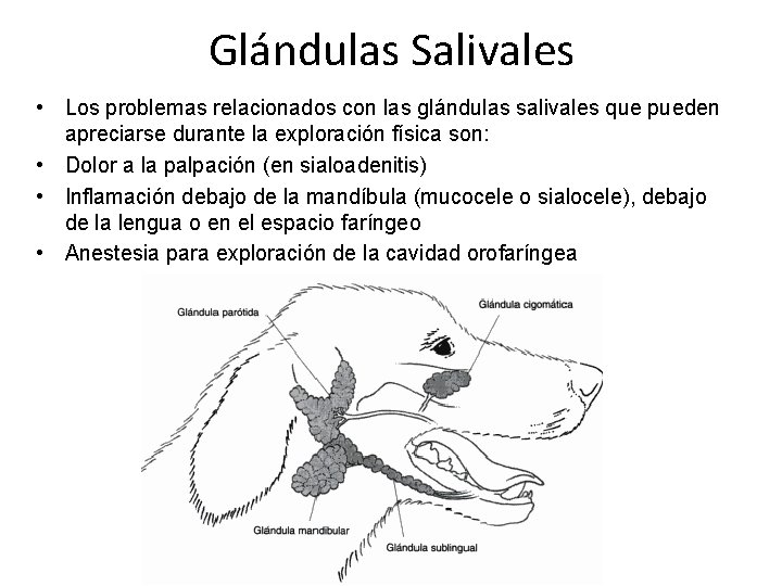 Glándulas Salivales • Los problemas relacionados con las glándulas salivales que pueden apreciarse durante