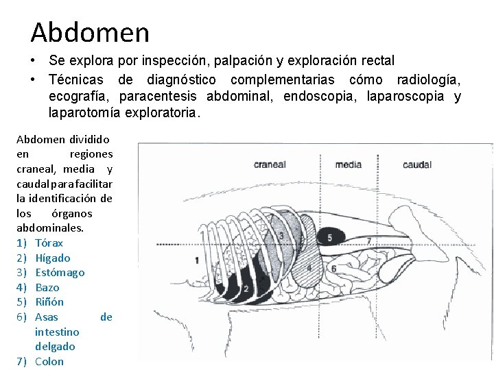 Abdomen • Se explora por inspección, palpación y exploración rectal • Técnicas de diagnóstico