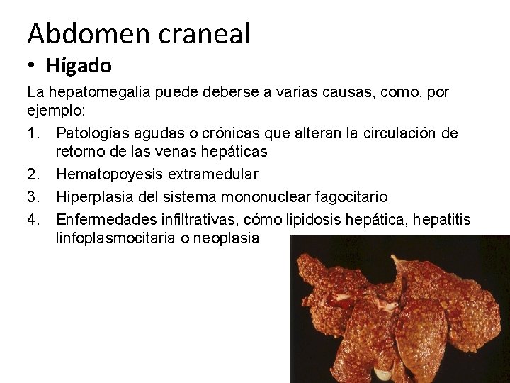 Abdomen craneal • Hígado La hepatomegalia puede deberse a varias causas, como, por ejemplo: