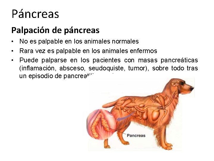 Páncreas Palpación de páncreas • No es palpable en los animales normales • Rara