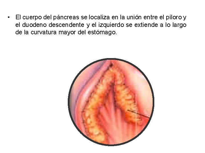  • El cuerpo del páncreas se localiza en la unión entre el píloro