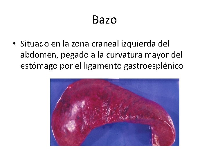 Bazo • Situado en la zona craneal izquierda del abdomen, pegado a la curvatura