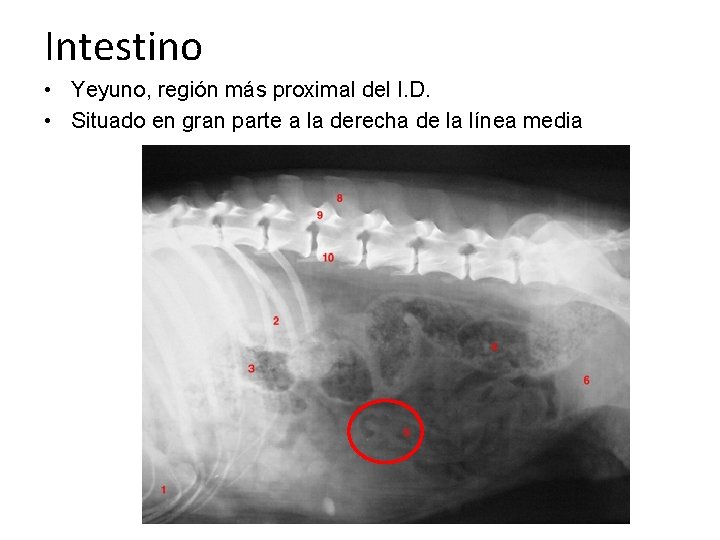 Intestino • Yeyuno, región más proximal del I. D. • Situado en gran parte