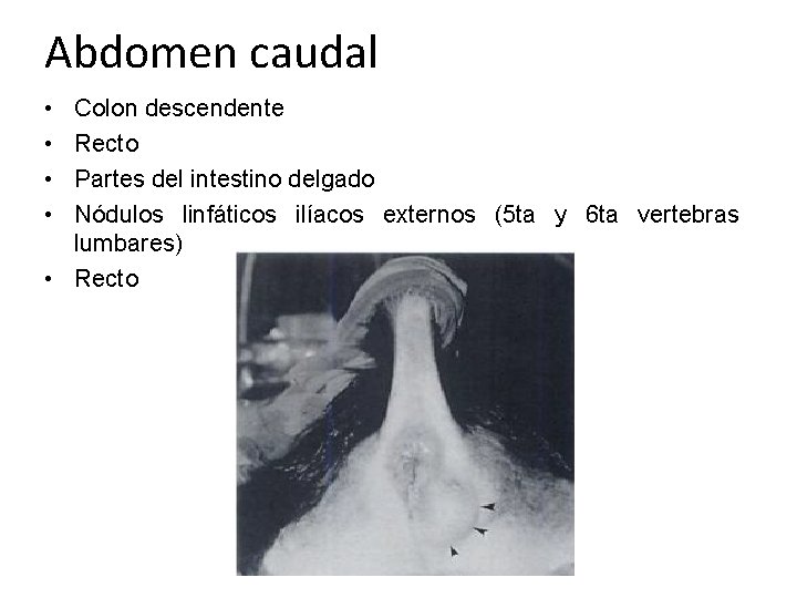 Abdomen caudal • • Colon descendente Recto Partes del intestino delgado Nódulos linfáticos ilíacos