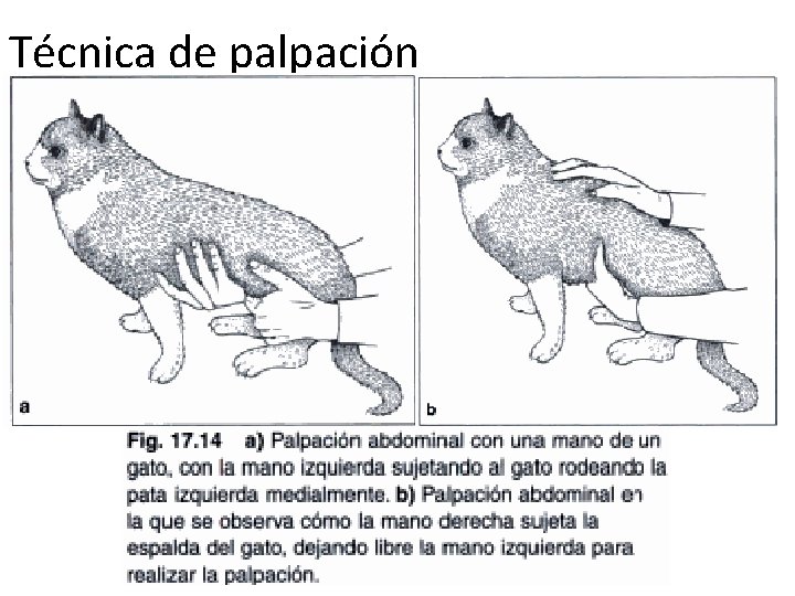 Técnica de palpación 