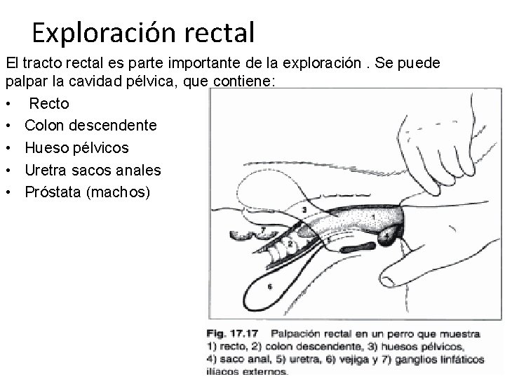 Exploración rectal El tracto rectal es parte importante de la exploración. Se puede palpar