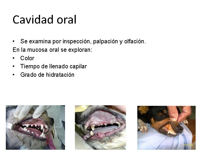Cavidad oral • Se examina por inspección, palpación y olfación. En la mucosa oral