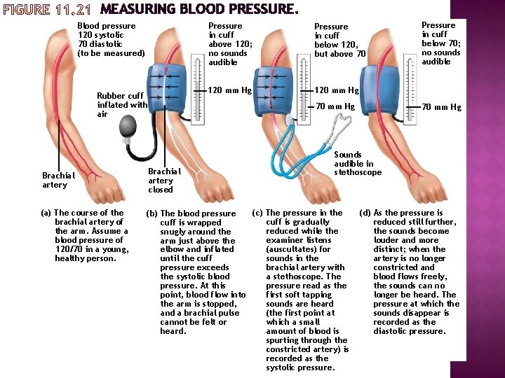 multifunctioneel bundel Scheermes Readings taken from a patient Blood Pressure Respiratory