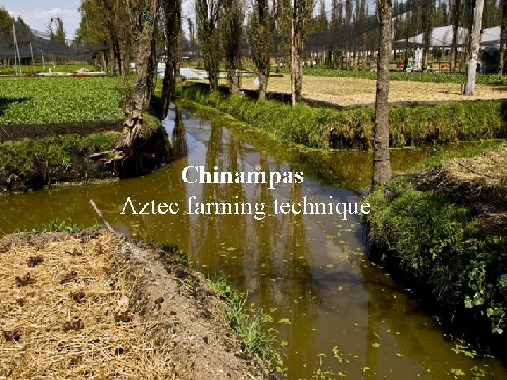 Chinampas Aztec farming technique 