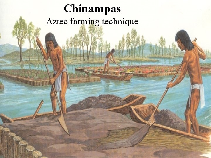 Chinampas Aztec farming technique 