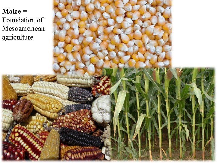 Maize = Foundation of Mesoamerican agriculture 