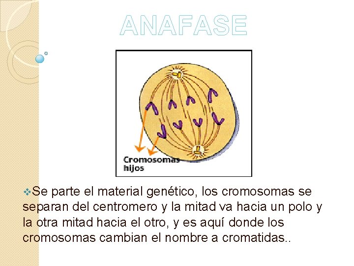 ANAFASE v. Se parte el material genético, los cromosomas se separan del centromero y