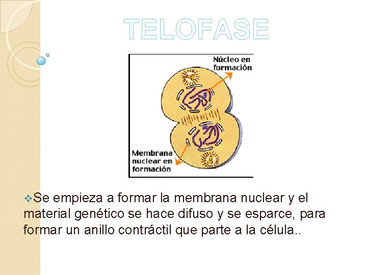 TELOFASE v. Se empieza a formar la membrana nuclear y el material genético se