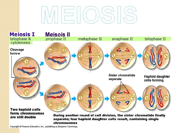 MEIOSIS 