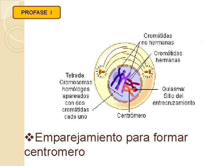 PROFASE I v. Emparejamiento para formar centromero 