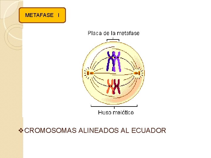 METAFASE I v. CROMOSOMAS ALINEADOS AL ECUADOR 