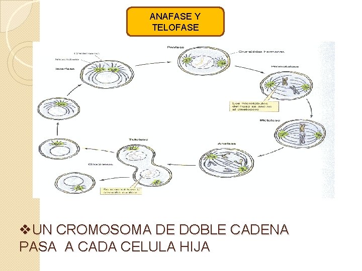 ANAFASE Y TELOFASE v. UN CROMOSOMA DE DOBLE CADENA PASA A CADA CELULA HIJA