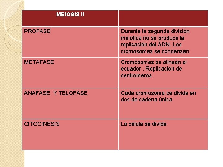 MEIOSIS II PROFASE Durante la segunda división meiotica no se produce la replicación del