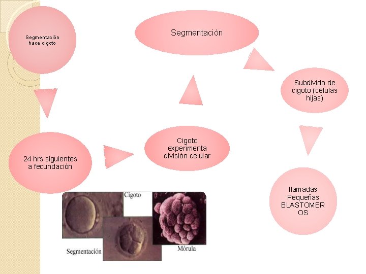 Segmentación hace cigoto Segmentación Subdivido de cigoto (células hijas) 24 hrs siguientes a fecundación