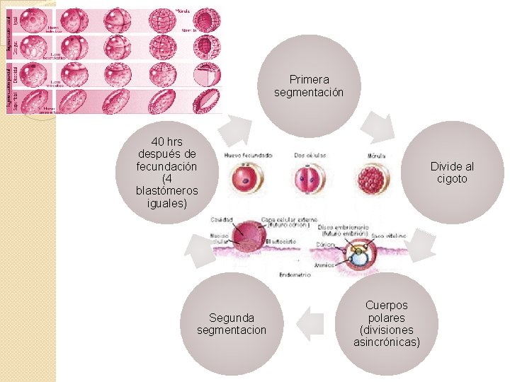 Primera segmentación 40 hrs después de fecundación (4 blastómeros iguales) Segunda segmentacion Divide al
