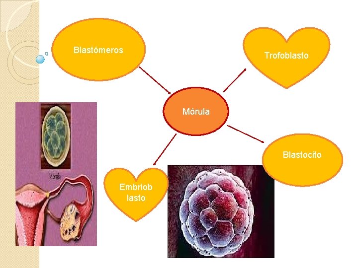 Blastómeros Trofoblasto Mórula Blastocito Embriob lasto 