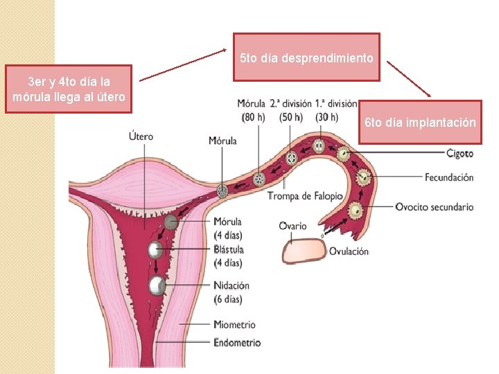 5 to día desprendimiento 3 er y 4 to día la mórula llega al