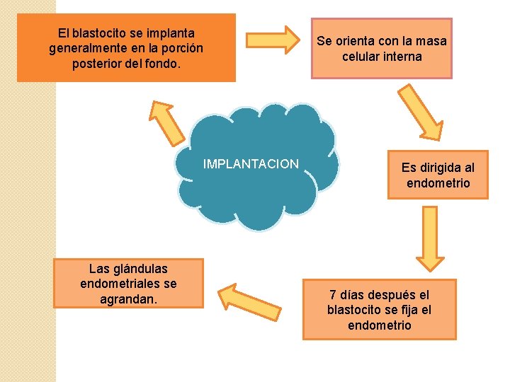 El blastocito se implanta generalmente en la porción posterior del fondo. IMPLANTACION Las glándulas