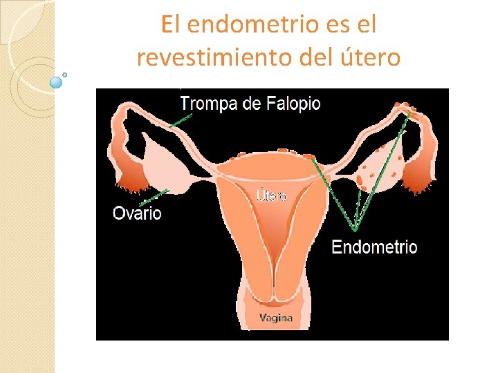 El endometrio es el revestimiento del útero 