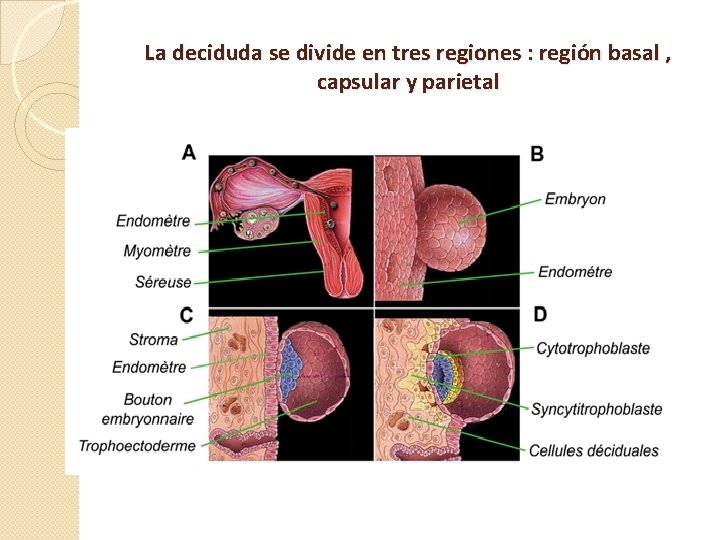 La deciduda se divide en tres regiones : región basal , capsular y parietal