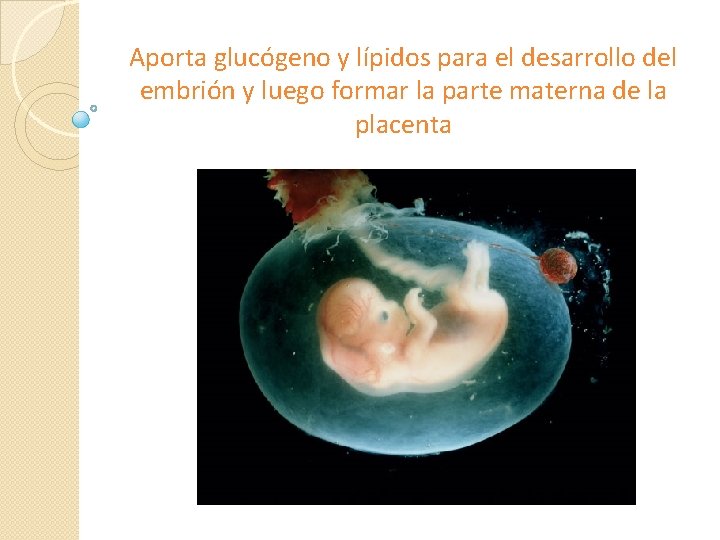 Aporta glucógeno y lípidos para el desarrollo del embrión y luego formar la parte