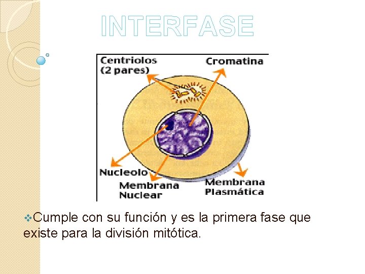 INTERFASE v. Cumple con su función y es la primera fase que existe para