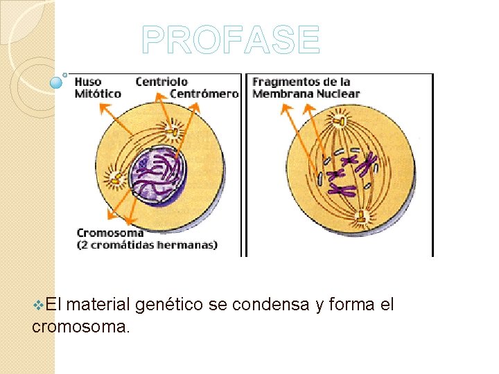 PROFASE v. El material genético se condensa y forma el cromosoma. 