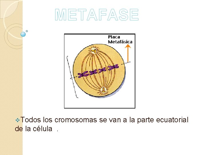 METAFASE v. Todos los cromosomas se van a la parte ecuatorial de la célula.