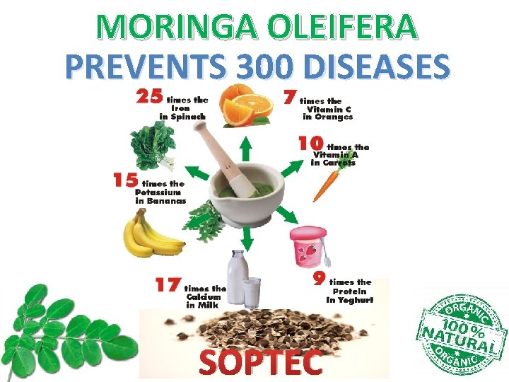 MORINGA OLEIFERA PREVENTS 300 DISEASES SOPTEC MORINGA OLEIFERA PREVENTS 300 DISEASES SOPTEC